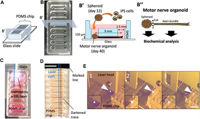 A simple and inexpensive laser dissection of fasciculated axons from motor nerve organoids
